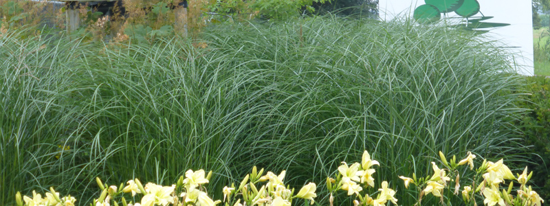 Landscape architecture city garden Jabbeke Belgium