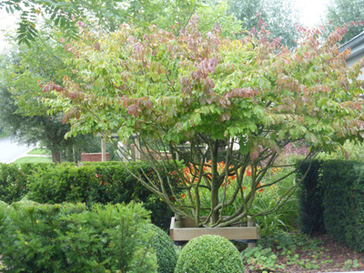 Landscape architecture city garden Jabbeke Belgium