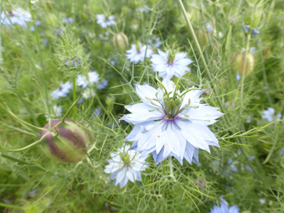 landscape architect country garden gistel